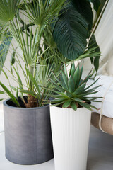 Agave in a pot, home decor