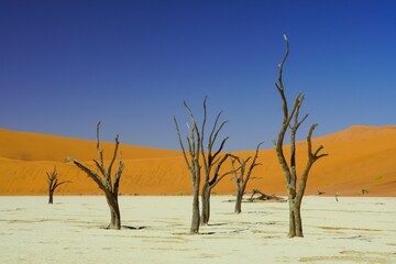 Dead Trees at Deadvlei in Namib-Naukluft National Park, Namibia