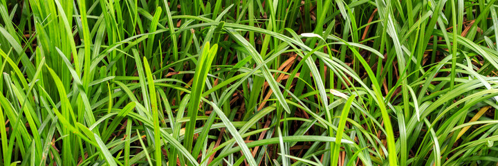 Baldes of Grass Panorama - 433330746