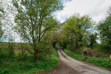 path in the forest