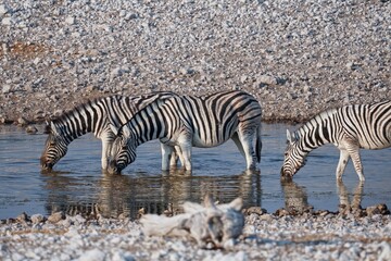 Obraz na płótnie Canvas Burchell's Zebra in Etosha National Park, Namibia