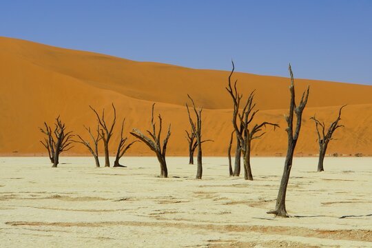 Dead Trees at Deadvlei in Namib-Naukluft National Park, Namibia © jlazouphoto