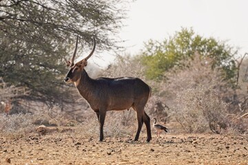 Naklejka na ściany i meble Waterbuck in Erindi Private Game Reserve, Namibia