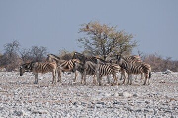 Naklejka na ściany i meble Burchell's Zebra in Etosha National Park, Namibia