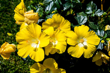 a group of yellow hibiscus in the garden