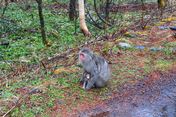 National Park Kamikochi (上高地), Hida Mountains in Nagano Prefecture | Monkey