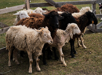 Flock of black white and brown curly haired and shaven sheep graze in pen in village. Sheep eat...