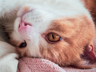 close up of a kitten