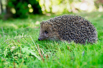 Close up of Hedgehog on green grass.