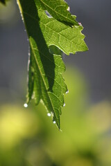 Grape Leaves with Water Drops Showing the Process of Transpiration as the Drips Gather at the Tips Also Shown is the Leaf Vascular System