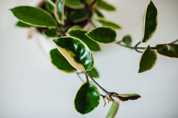 Fototapeta na wymiar Hoya crimson white plant close uo