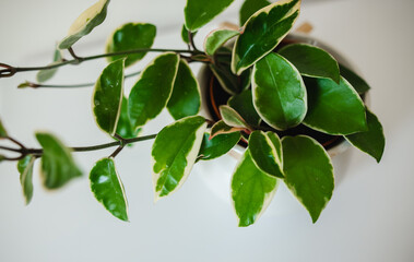 Hoya crimson white plant close uo