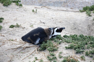 African penguins at Boulders Beach, South Africa