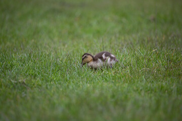 Mallard duckling in springtime, North Yorkshire, United Kingdom