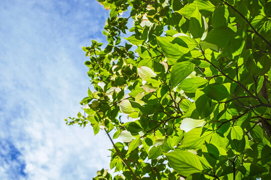 Looking up through the green leaves of a dogwood tree
