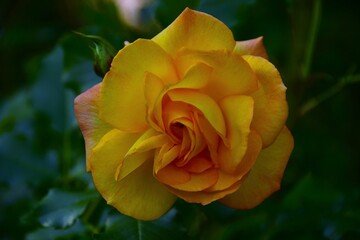 yellow rose in garden