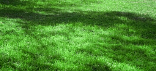 Naklejka na ściany i meble Garden Backyard Park Shady Fresh Lawn Green Wide Background Or Texture. Panoramic View. Abstract Meadow Banner. Lawn Made From Turf Or Sod. Focus Selective.