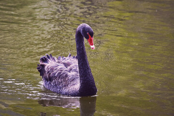 Obraz premium A black swan with a red beak and red eyes swims in a pond. Artistic film grain.