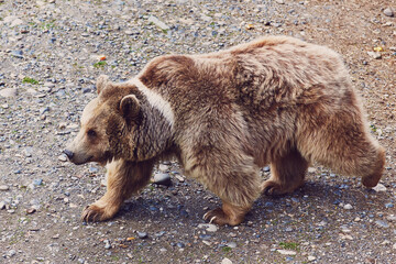 A rare hybrid of a brown and Tibetan bear with a white spot on its neck walks around the enclosure....