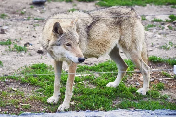 Keuken spatwand met foto A wild wolf looks through a wire fence. Nature reserve. © Maya