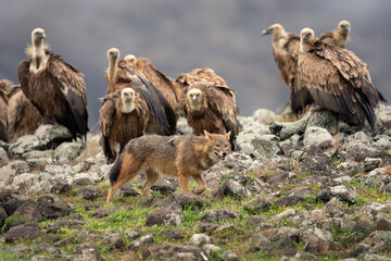 Golden jackal between griffon vultures in Rhodope Mountains. Scavengers looking for food. Jackal and vultures in Bulgaria mountains. European wildlife. 