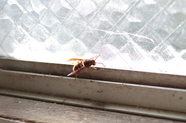 ガラスにとまる蜂