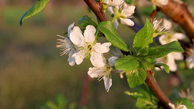 Flowering plum tree, plum branch with flowers swaying in the wind on a sunny warm day.