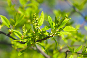 Prunus padus, blooming early stage. Young leaves of bird cherry in spring