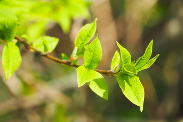 Young green leaves of bird cherry in spring. Prunus padus, blooming early stage