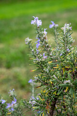 Blue blossom of aromatic kitchen herb rosemary