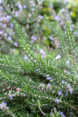 Obraz premium Blue blossom of aromatic kitchen herb rosemary