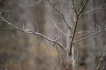 Downy Woodpecker