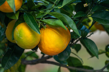 Yellow oranges citrus fruit hanging on orange tree in garden