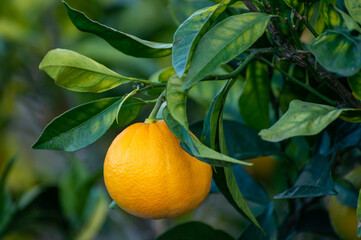 Yellow oranges citrus fruit hanging on orange tree in garden
