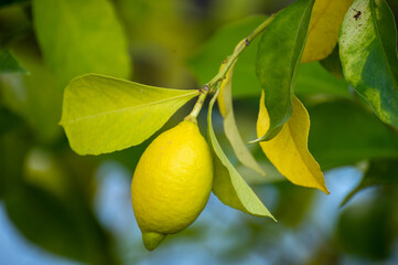 Yellow lemons citrus fruits hanging on lemon tree in garden