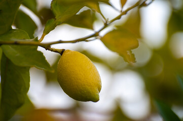 Yellow lemons citrus fruits hanging on lemon tree in garden