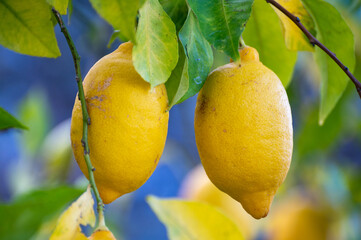 Yellow lemons citrus fruits hanging on lemon tree in garden