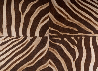 Fototapeta na wymiar Tiger Print strip of skin pattern background..