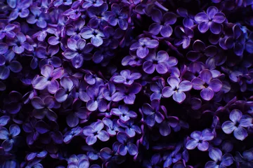 Poster Im Rahmen Beautiful purple background from lilac flowers close-up. Spring flowers of lilac. Dark photo. © Oksana