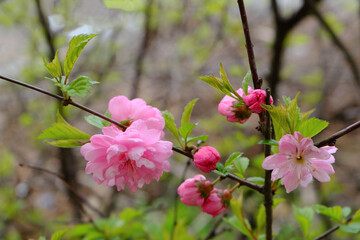 Bright red flowers of Luiseania tri-lobed, also known as Sibra cherry on a blurred background.