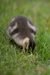 Naklejka premium Cute mallard duckling in spring, United Kingdom