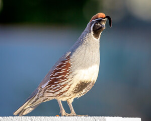 Gambel's Quail Bird on Top of a Brick Wall