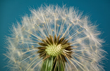 Macro view of seed head of dandelion (Taraxacum officinale), showing seeds with pappus disks, which carry seeds on the wind.