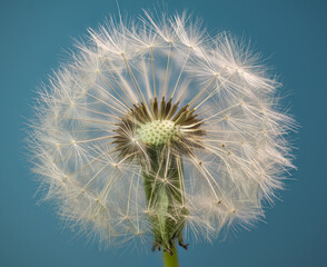Macro view of seed head of dandelion (Taraxacum officinale), showing seeds with pappus disks, which carry seeds on the wind.