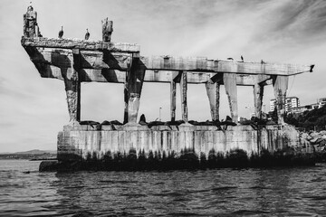 Seals, sea lions, pelicans and seagulls in old docks concrete structures with beautiful sky in the background with clouds (in black and white)