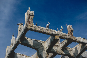 Fototapeta na wymiar Pelicans and seagulls in old docks concrete structures with blue sky in the background with some clouds