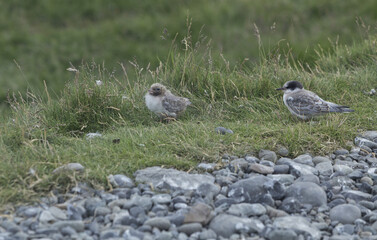 Arctic tern chick hiding in the grass in Iceland