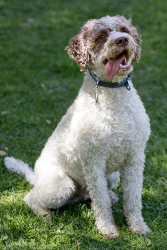 3-Year-Old Lagotto Romagnolo Puppy Male Sitting and Panting. Off-leash dog park in Northern California.