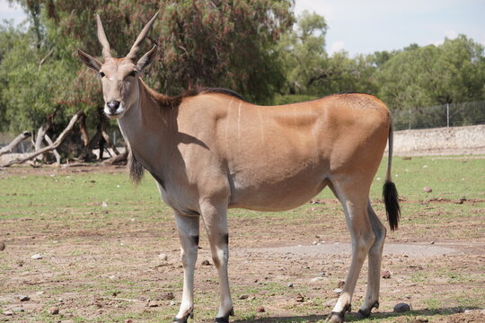 Fauna silvestres