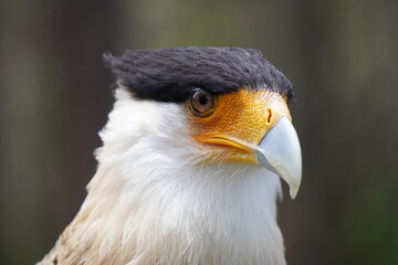 Fauna silvestres